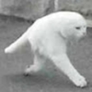 Meet your Posher, Robert